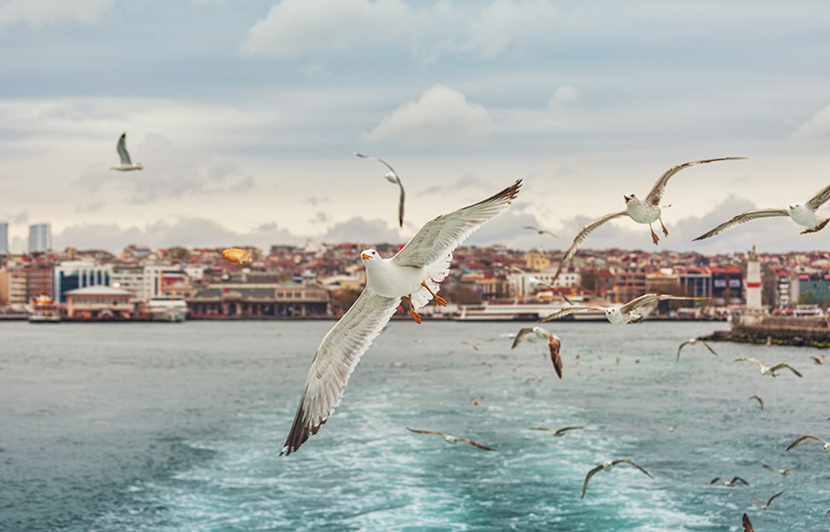 horizonte urbano y aves en movimiento que evocan reflexión sobre la existencia